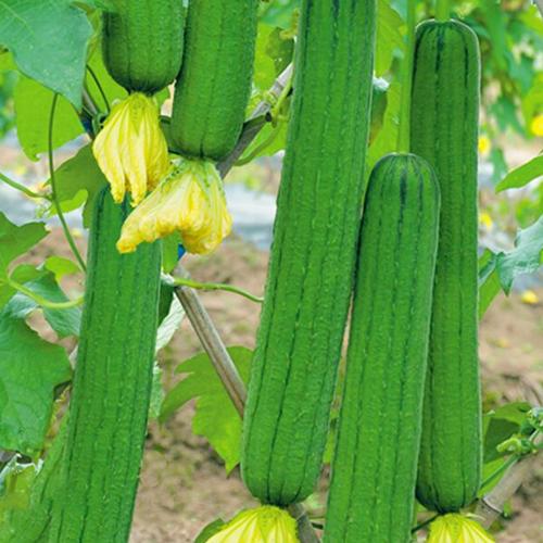 鼎牌優比/三比1/6號肉絲瓜種子 早熟高產、四季可種的優選蔬菜